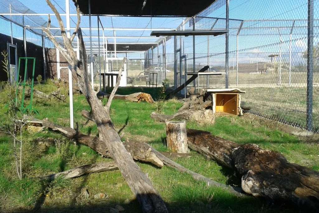 Los cachorros de lince del centro de cría de Zarza de Granadilla estrenan un espacio para adaptarse al medio natural
