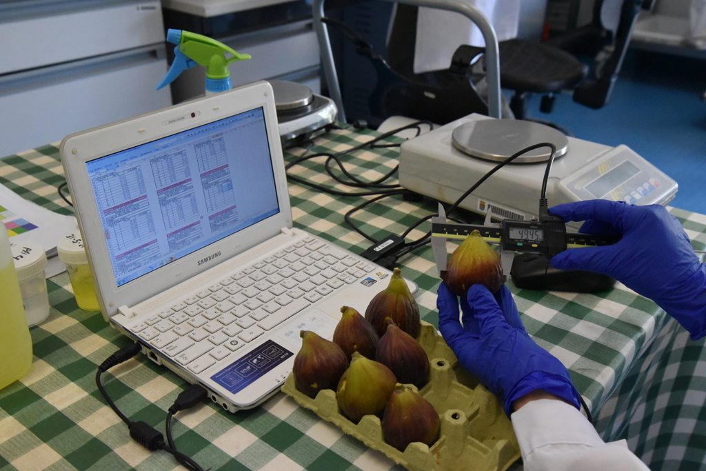 Una investigación de CICYTEX destaca el potencial del cultivo del higo en Extremadura