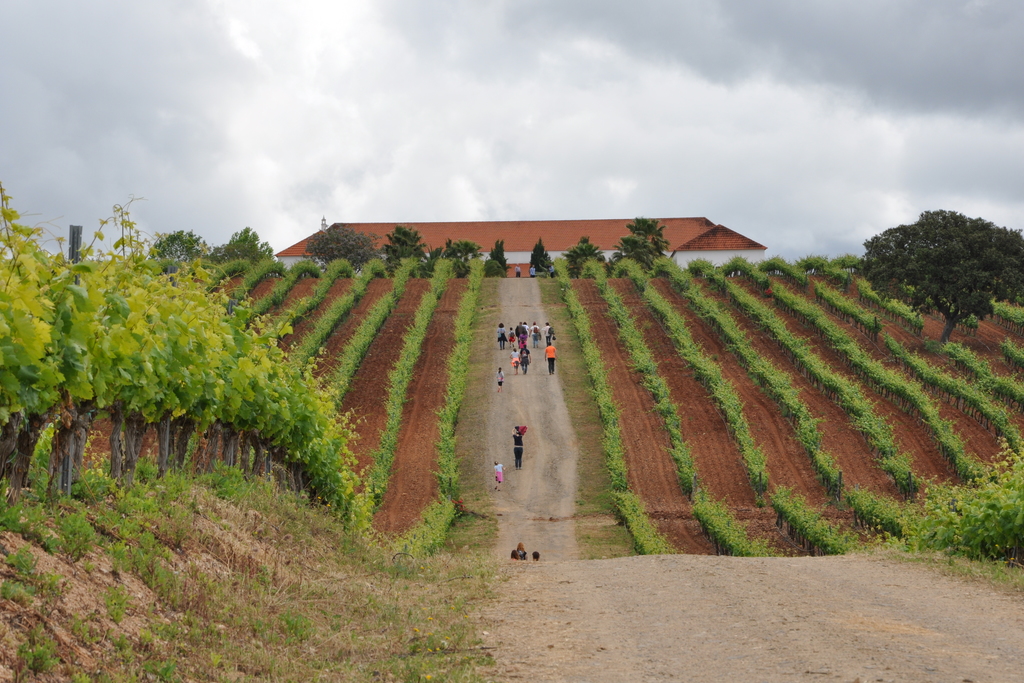 Extremadura recibe una superficie de 312 hectáreas de nuevas plantaciones de viñedo