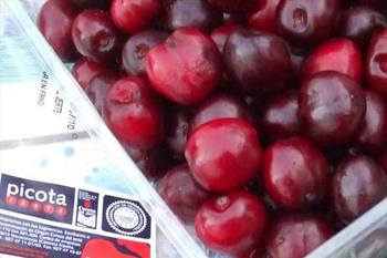 La DOP Cereza del Jerte cierra la campaña 2014 con 9,3 millones de kilos de cereza y picota certificada