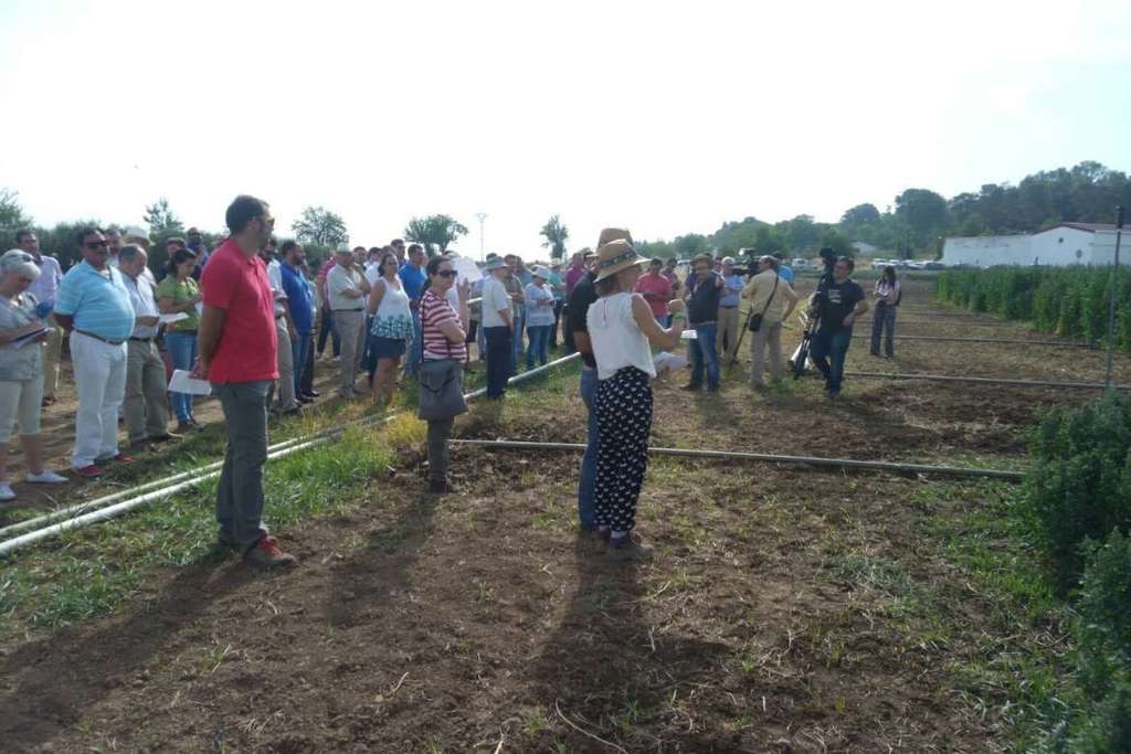 Agricultores y empresas se interesan por el cultivo de quinoa en una jornada de campo en Cicytex