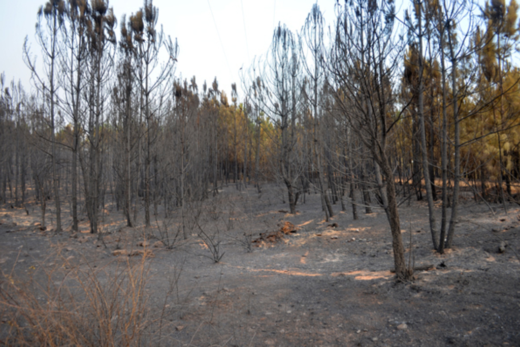 La Junta colabora con ayuntamientos para prevenir incendios en zonas periurbanas