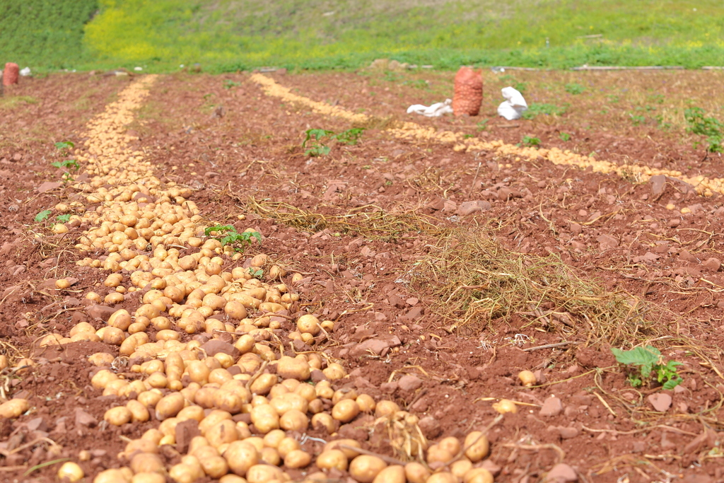 Abierto el plazo de solicitud de indemnizaciones derivadas de la aplicación de medidas fitosanitarias en el cultivo de la patata