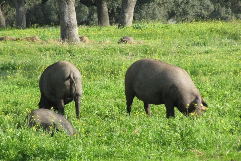 CICYTEX participa en un proyecto europeo sobre las razas porcinas autóctonas y la sostenibilidad de sus sistemas de producción
