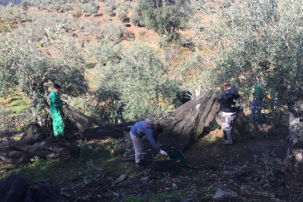 La Junta diseña un plan de formación profesionalizada para el sector de la olivicultura extremeña