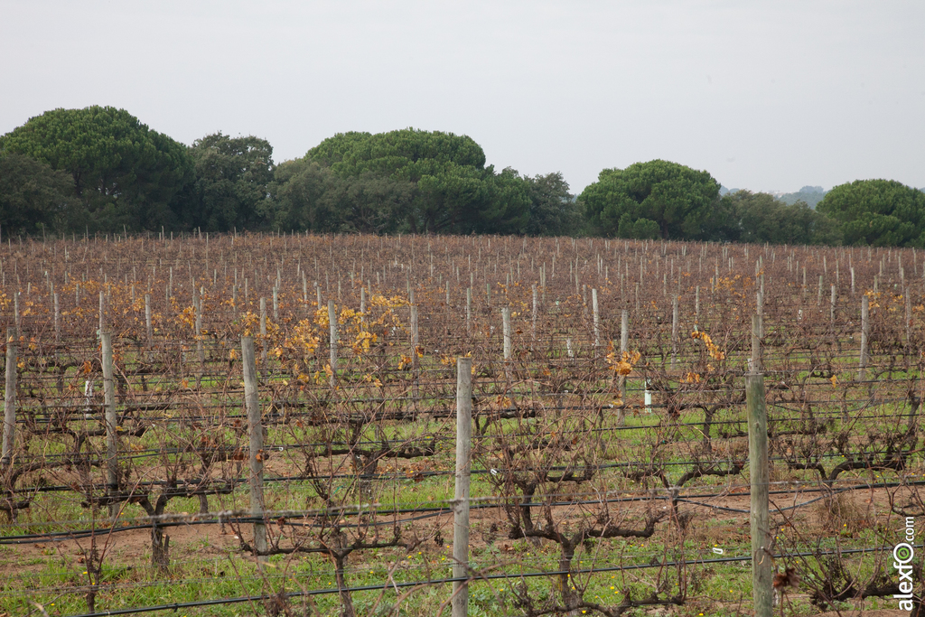 Un estudio de Cicytex sobre la altura de vegetación del viñedo recibe el XXVII Premio José Luis Mesías
