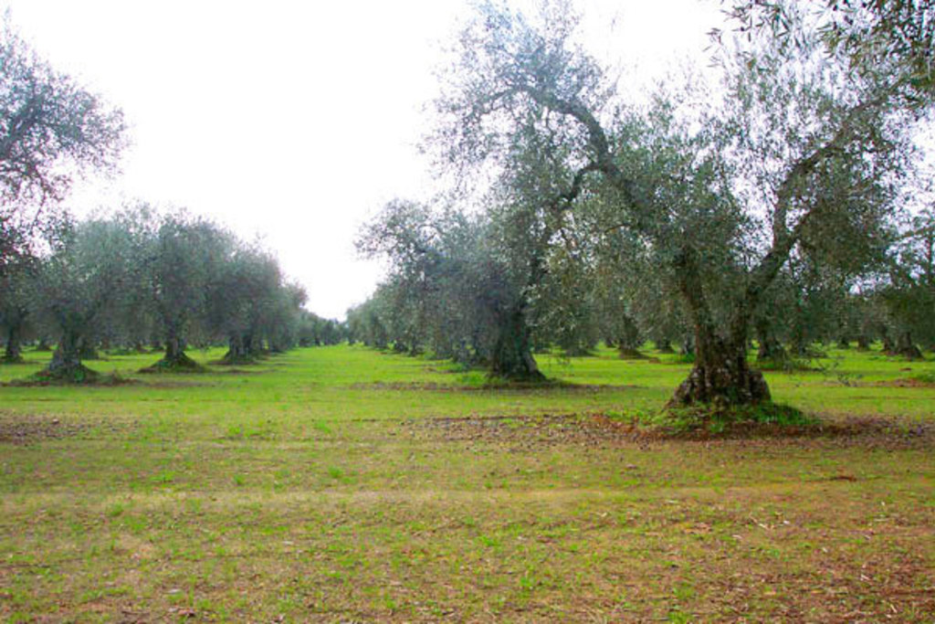 Políticas Agrarias inicia la campaña de tratamiento fitosanitario contra la mosca del olivo en la comarca de Ibores-Villuercas