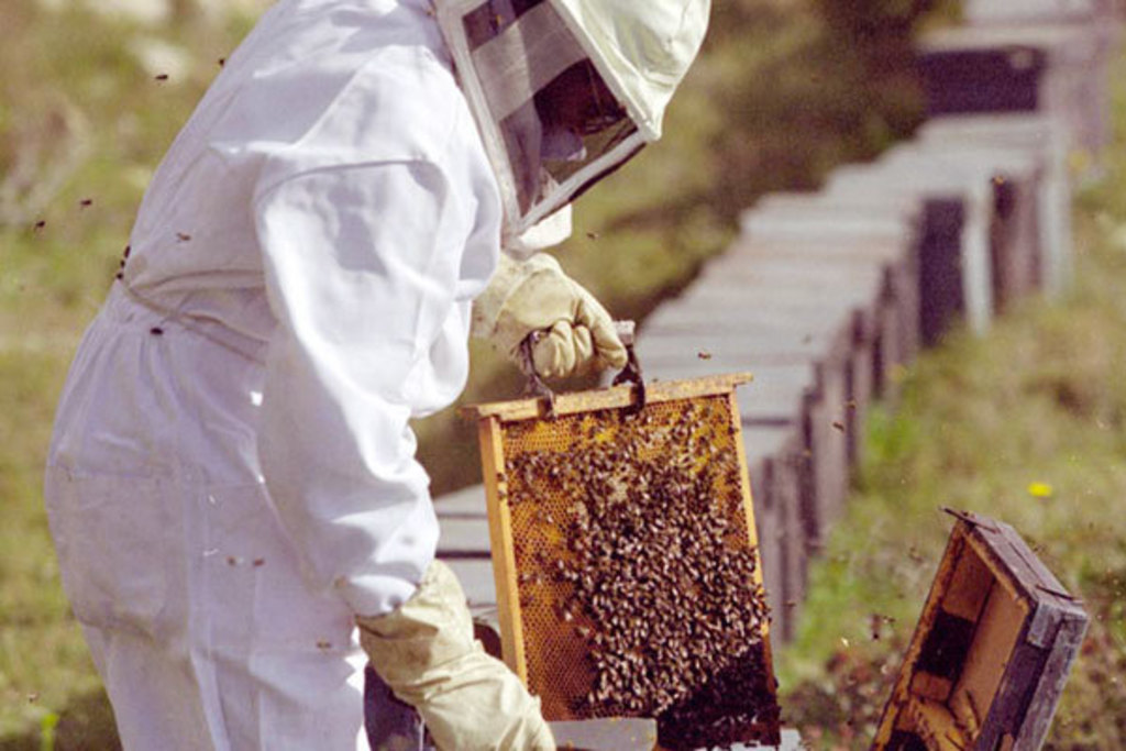 El Consejo de Gobierno autoriza la convocatoria de ayudas a la apicultura por importe de más de dos millones de euros