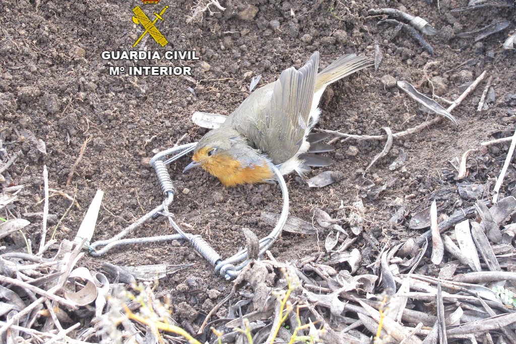 La Guardia Civil descubre al furtivo que colocó cepos para la caza indiscriminada de pájaros en Jaraíz de la Vera