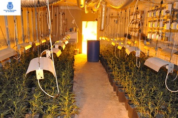 Plantacion marihuana merida normal 3 2