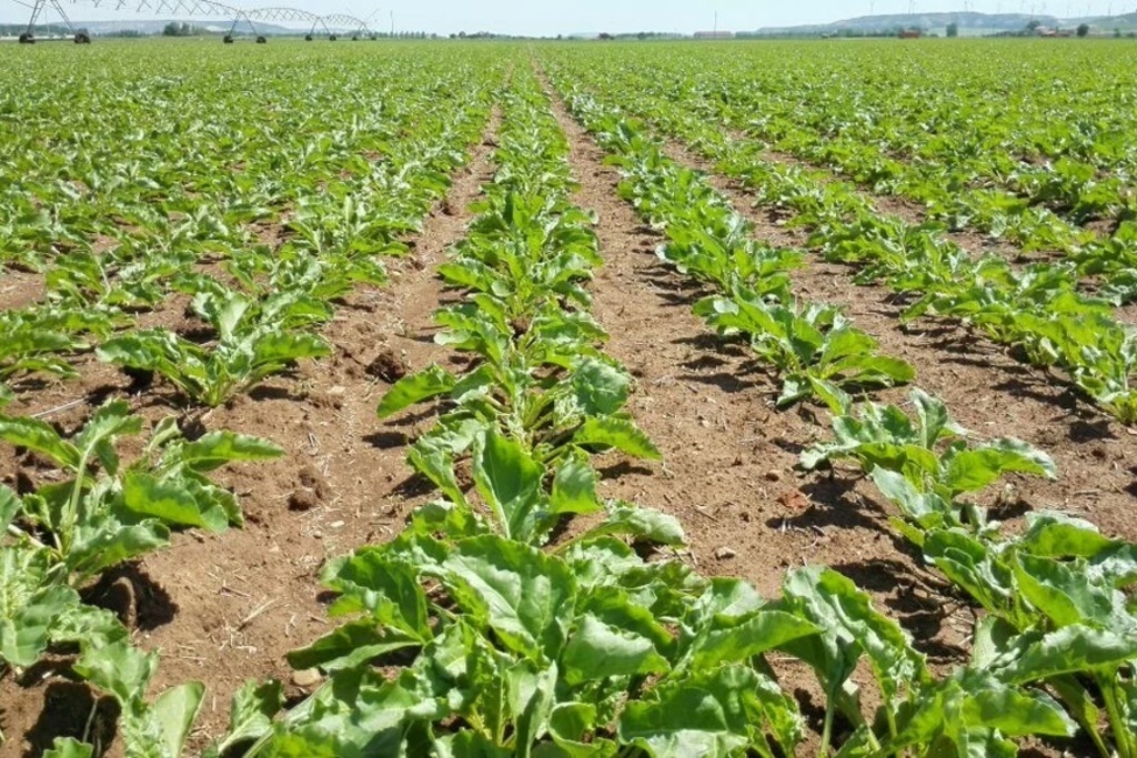 Políticas Agrarias abona 43 millones de euros del pago básico, verde y régimen de jóvenes agricultores de la PAC