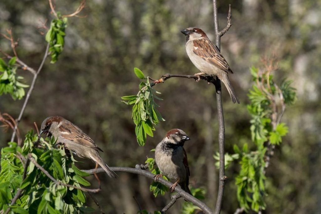 Extremadura difunde sus atractivos turísticos y ornitológicos en Holanda
