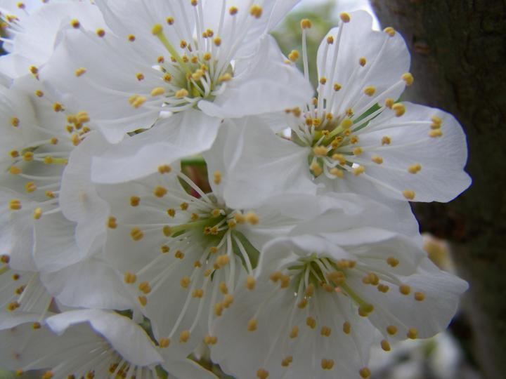 Extremadura desde mi camara. Parte I Cerezo en flor