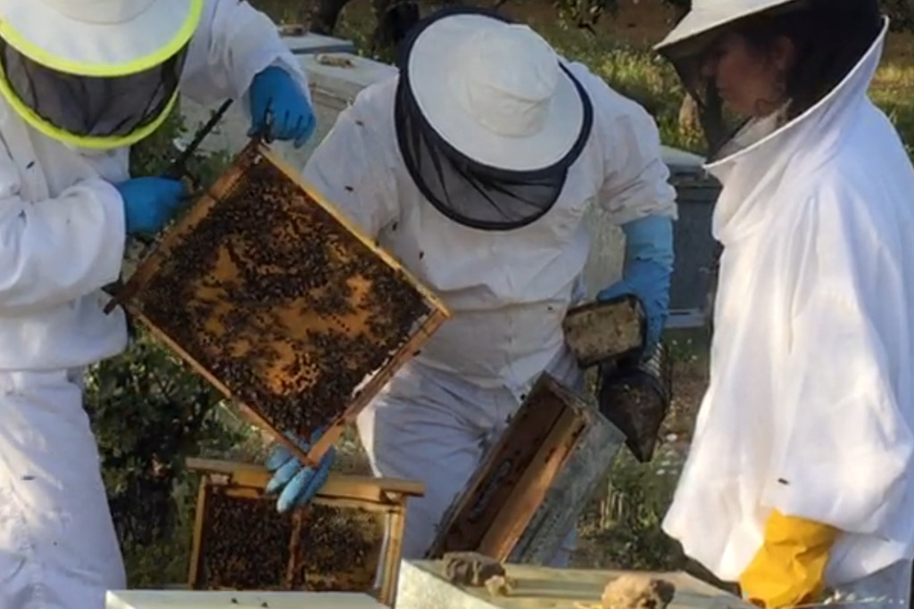 Agricultura abona más de 563. 000 euros en ayudas agroambientales a la apicultura