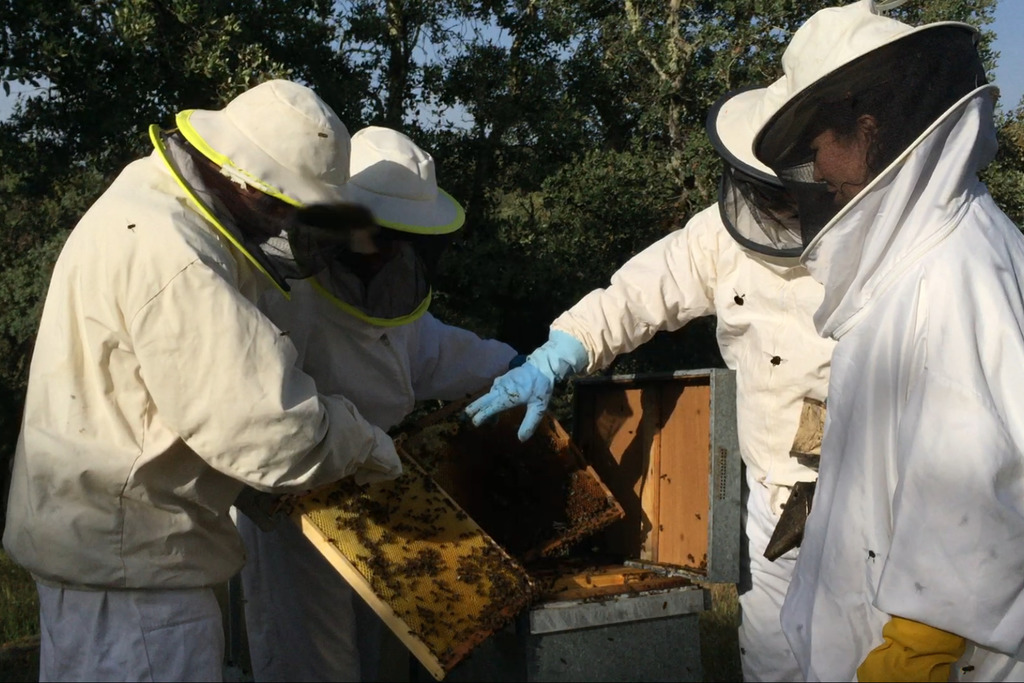 Las Hurdes estudia la viabilidad de un centro de selección apícola y la creación de la IGP “Miel Hurdes”