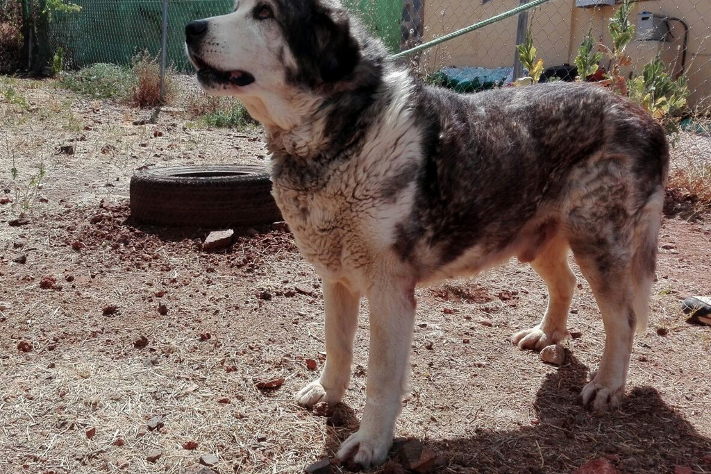 La Diputación de Badajoz activa la página web para la adopción de perros abandonados