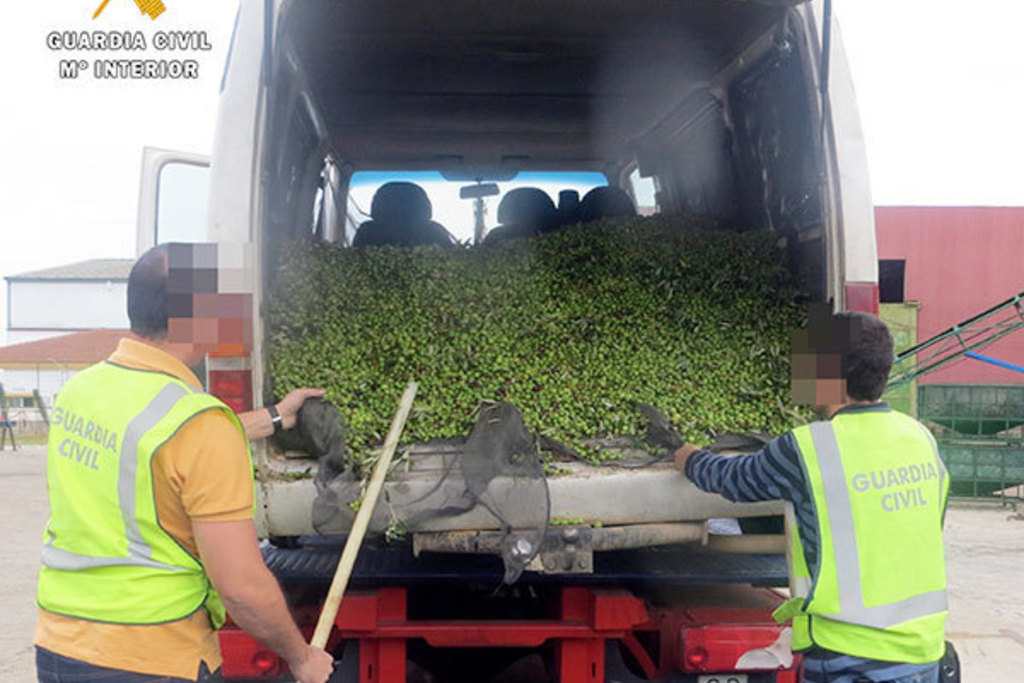 La Guardia Civil interviene 2.000 kilos de aceitunas que acababan de sustraer en una finca de Mérida