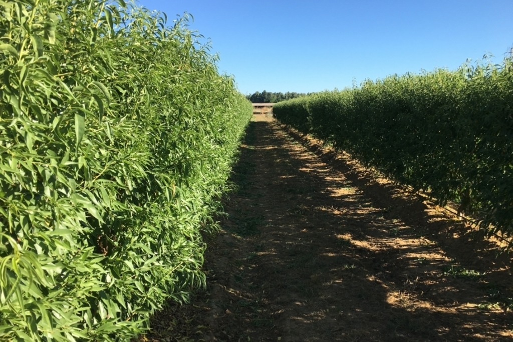 CICYTEX y la empresa Agromillora celebrarán una jornada del cultivo del almendro en seto en Extremadura