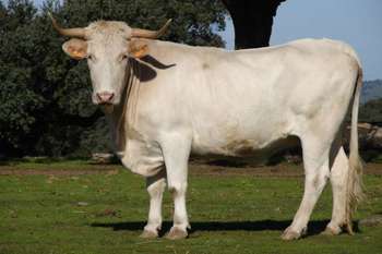 Vaca blanca cacerena normal 3 2