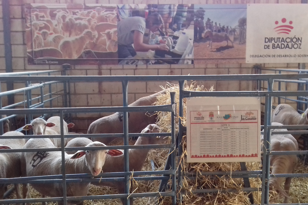 Éxito rotundo de la Diputación de Badajoz en la subasta de ganado del XXII Salón Ovino de Castuera