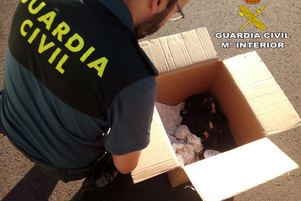 La Guardia Civil salva la vida de siete cachorros de mastines abandonados en la localidad de Valdefuentes