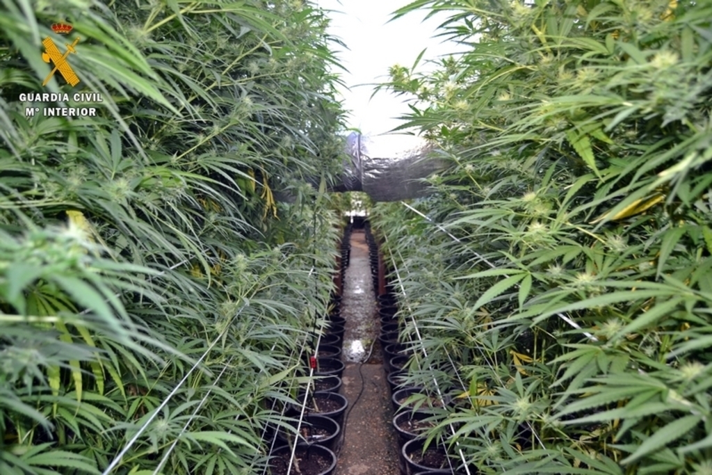 La Guardia Civil desmantela la mayor plantación de marihuana hallada en Extremadura