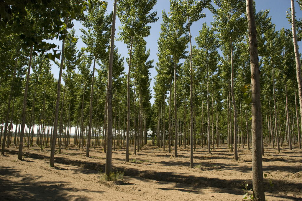La Diputación de Cáceres recupera el Vivero provincial y pone a disposición de los ayuntamientos árboles ornamentales