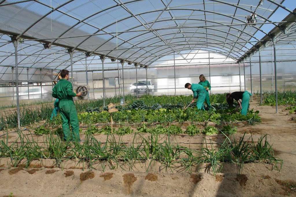 El Centro de Formación del Medio Rural de Don Benito oferta tres ciclos de formación profesional en Agroecología, Producción Agropecuaria, Paisajismo y Medio Rural