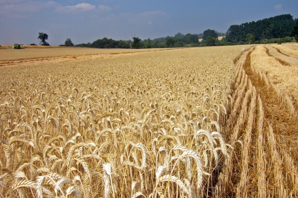 CICYTEX muestra a los cerealistas sus ensayos de cereales de inverno y variedades de espelta