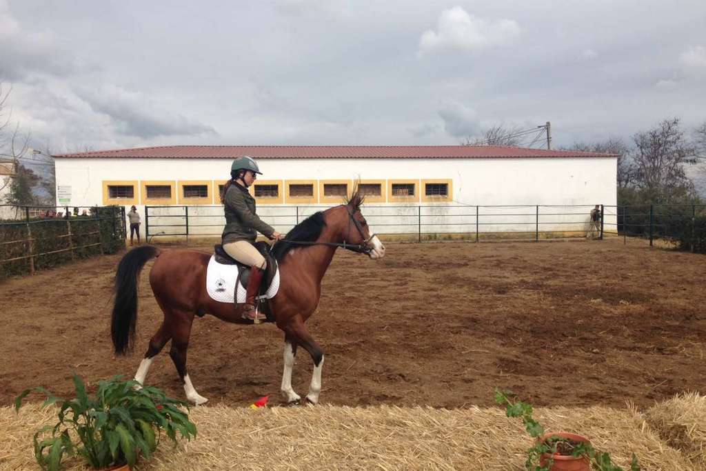 La Junta acompañará al sector extremeño del caballo en el campeonato del mundo de Caballos de Pura Raza Española