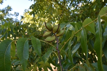 Copia fruto arbol normal 3 2