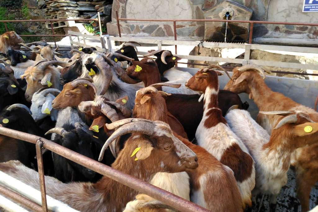La Diputación de Cáceres adquiere el último rebaño de cabras jurdanas de la provincia para su reproducción y mejora genética