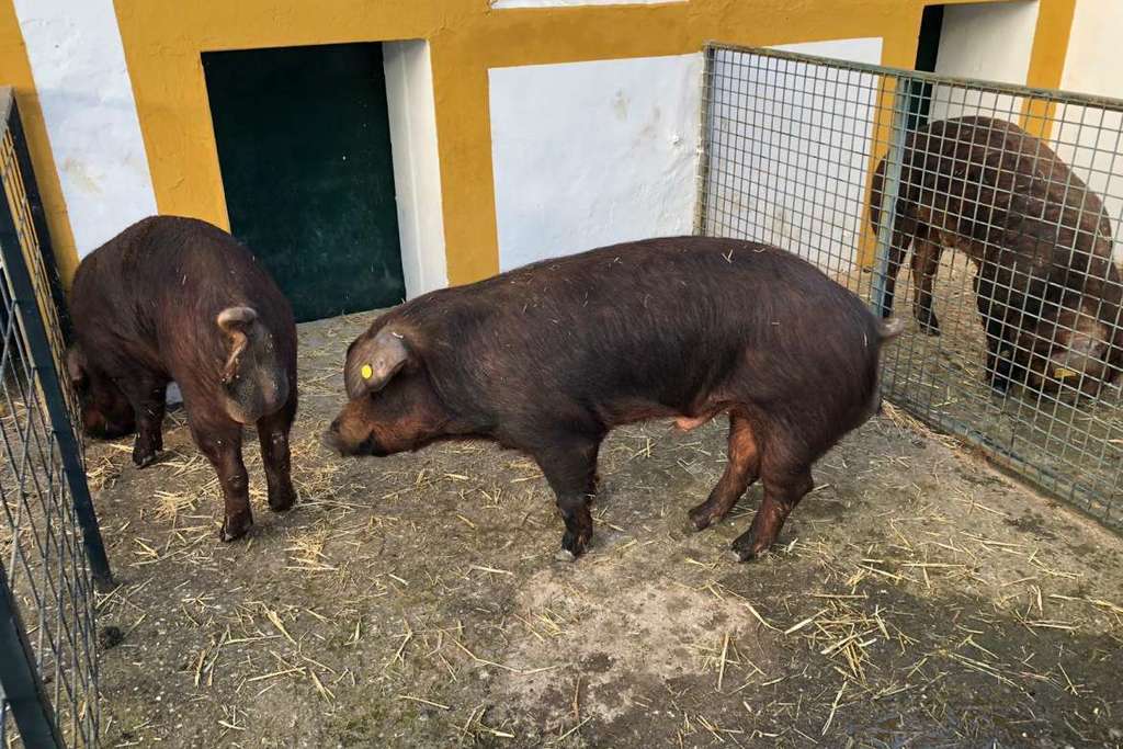 El CENSYRA reanuda las subastas de ganado porcino de raza Duroc, con la oferta de 18 machos y 7 hembras